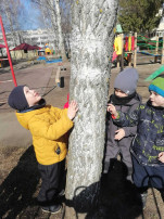 Береза - дерево жизни, здоровья и света! Береза - дерево жизни, здоровья и света!.
